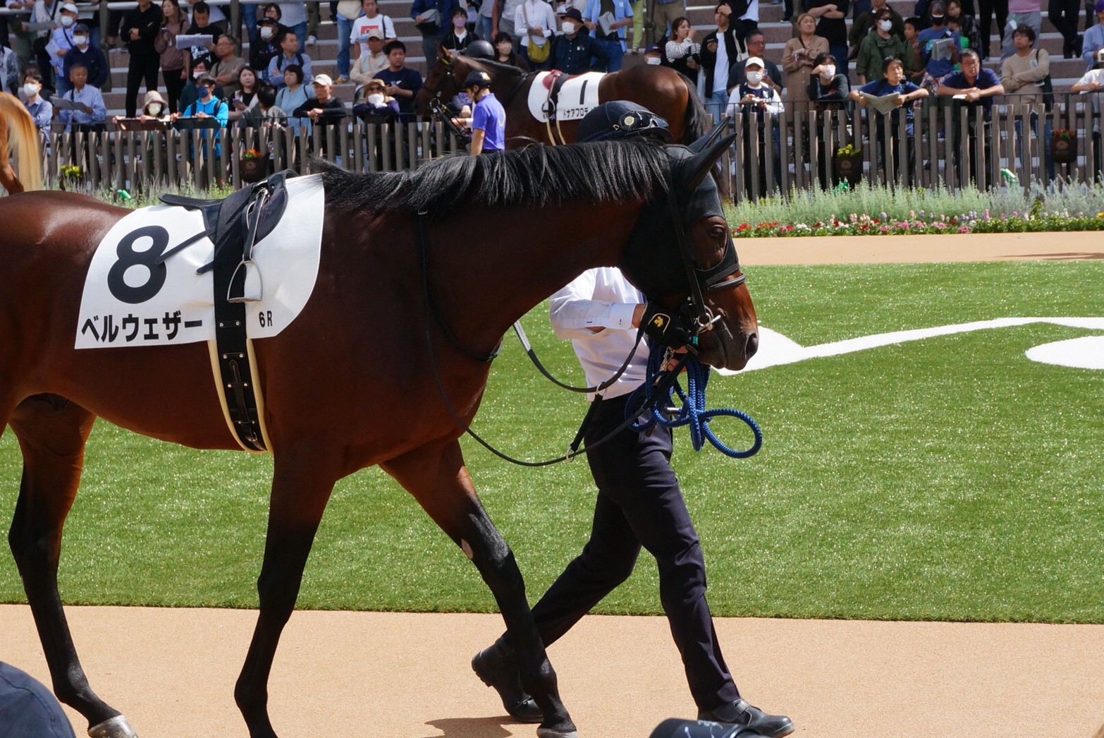 【ベルウェザー：デビュー戦】2年目も「俺の愛馬が！」を現実にしてみた【一口馬主】